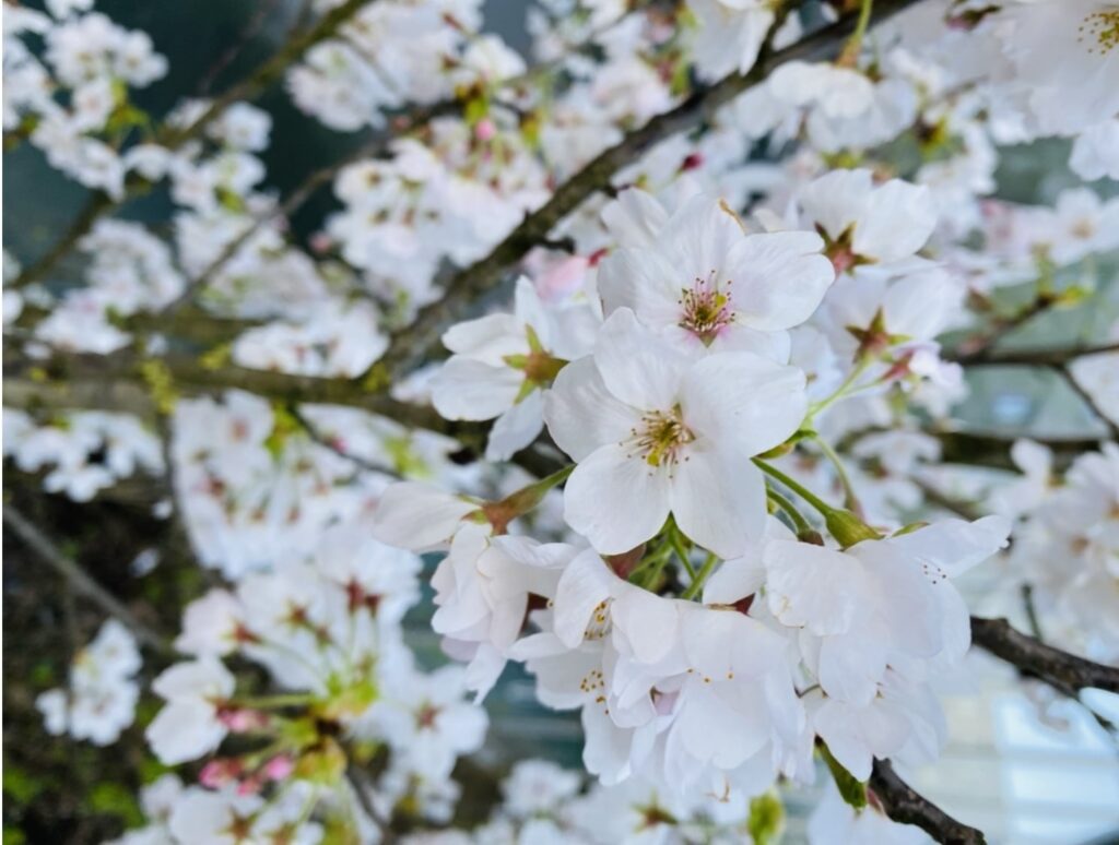 Fleur de cerisier